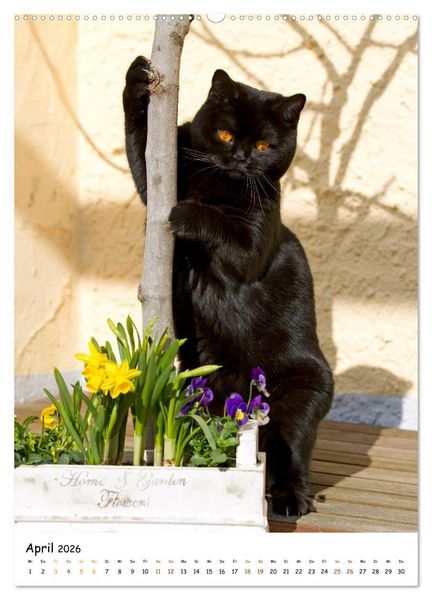 Produktbild: bezaubernde Britisch Kurzhaar Katzen (hochwertiger Premium Wandkalender 2026 DIN A2 hoch), Kunstdruck in Hochglanz
