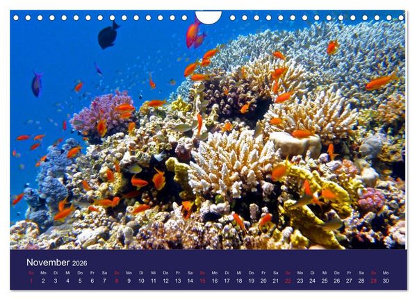 Produktbild: Wunderwelt Korallenriffe (Wandkalender 2026 DIN A4 quer), CALVENDO Monatskalender
