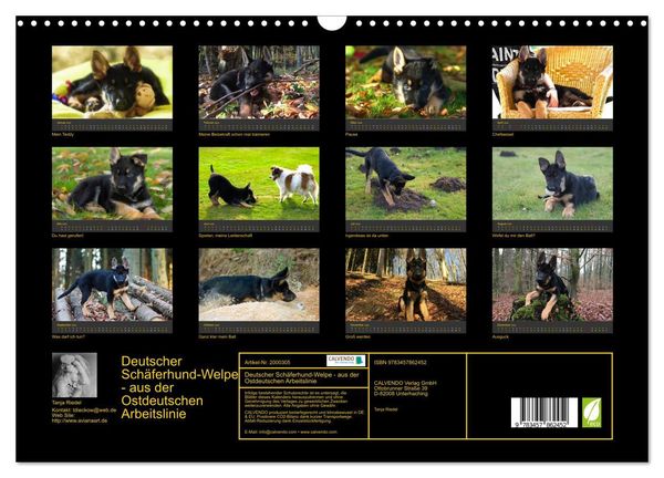 Produktbild: Deutscher Sch&auml;ferhund-Welpe - aus der Ostdeutschen Arbeitslinie (Wandkalender 2026 DIN A3 quer), CALVENDO Monatskalender