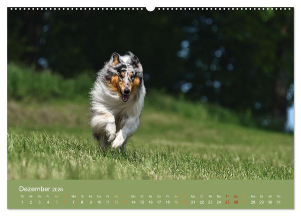 Produktbild: Fantastische Collies - Sieger der Herzen (Wandkalender 2026 DIN A2 quer), CALVENDO Monatskalender