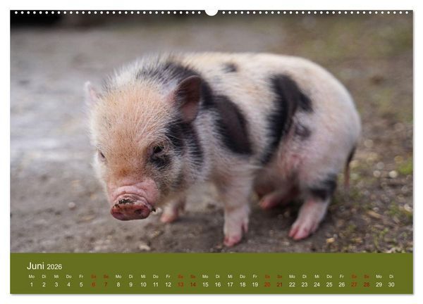 Produktbild: Faszination Minischweine (hochwertiger Premium Wandkalender 2026 DIN A2 quer), Kunstdruck in Hochglanz