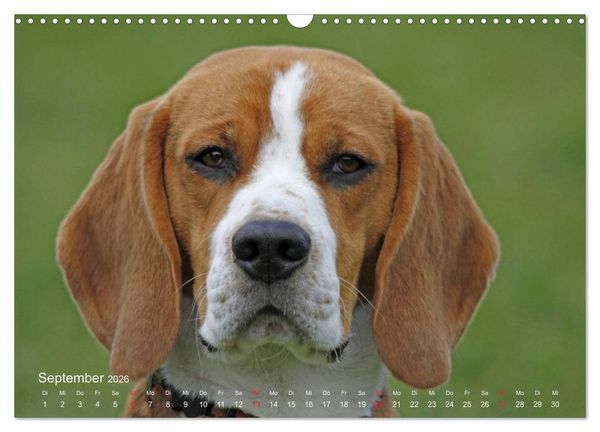 Produktbild: Beagle (Wandkalender 2026 DIN A3 quer), CALVENDO Monatskalender