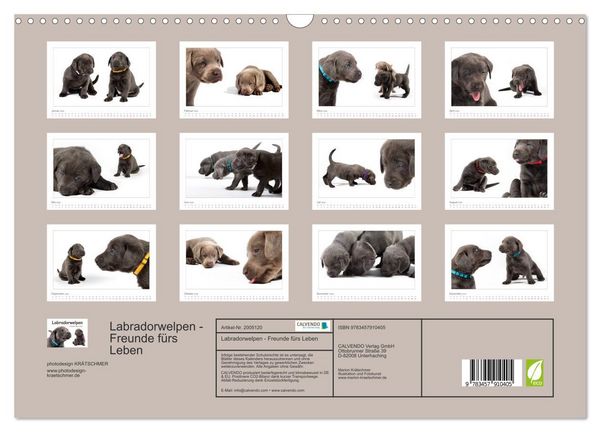 Produktbild: Labradorwelpen - Freunde f&uuml;rs Leben (Wandkalender 2026 DIN A3 quer), CALVENDO Monatskalender