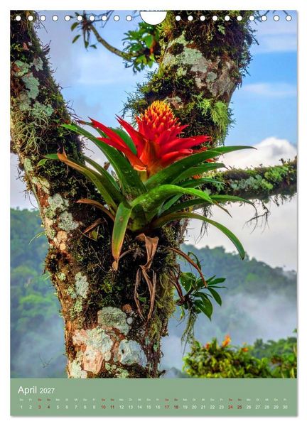 Produktbild: Bromelienzauber (Wandkalender 2027 DIN A4 hoch), CALVENDO Monatskalender