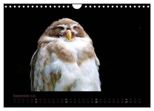 Produktbild: Eulen und K&auml;uze (Wandkalender 2026 DIN A4 quer), CALVENDO Monatskalender