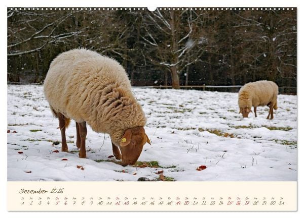 Produktbild: Coburger Fuchsschaf (hochwertiger Premium Wandkalender 2026 DIN A2 quer), Kunstdruck in Hochglanz