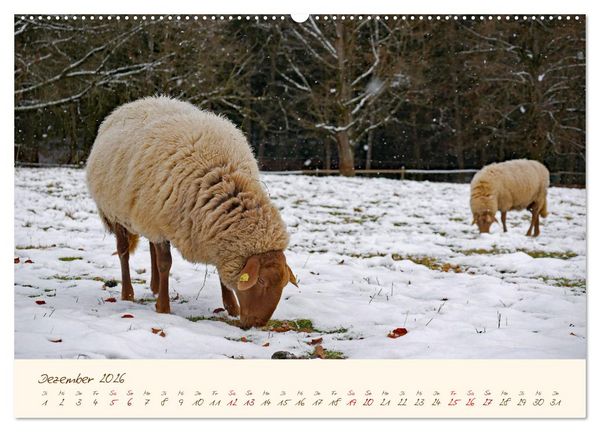 Produktbild: Coburger Fuchsschaf (Wandkalender 2026 DIN A2 quer), CALVENDO Monatskalender