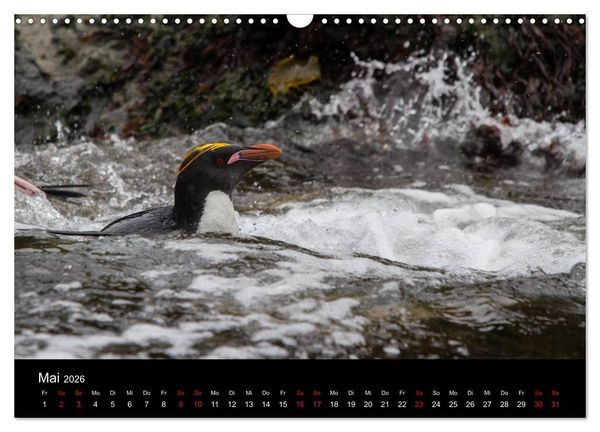 Produktbild: Pinguine - sympathische Fracktr&auml;ger im eisigen S&uuml;den (Wandkalender 2026 DIN A3 quer), CALVENDO Monatskalender
