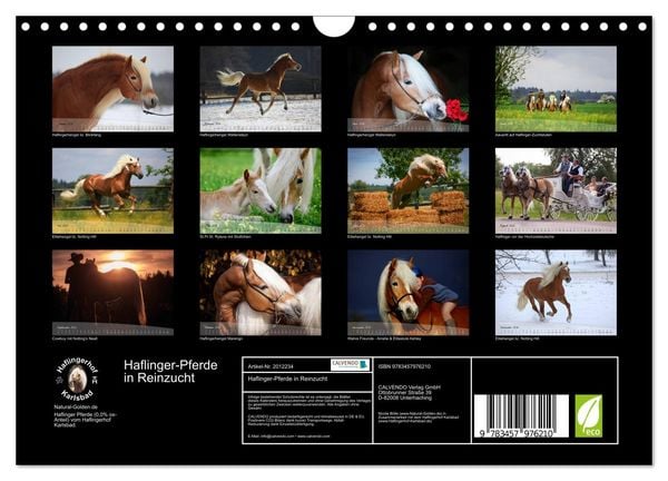 Produktbild: Haflinger-Pferde in Reinzucht (Wandkalender 2026 DIN A4 quer), CALVENDO Monatskalender