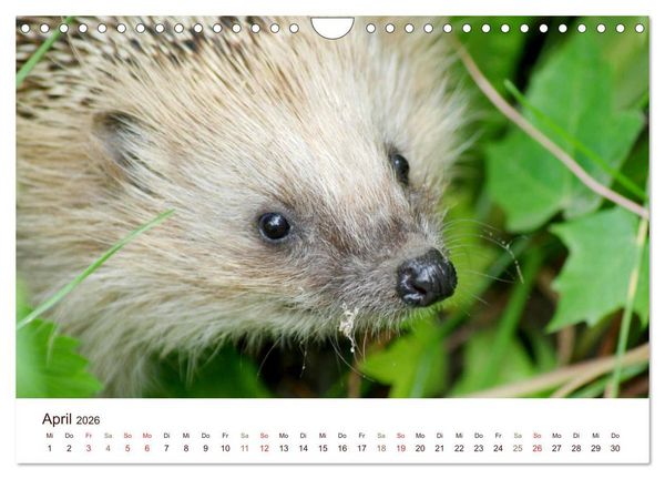 Produktbild: Igel 2026. Tierische Impressionen (Wandkalender 2026 DIN A4 quer), CALVENDO Monatskalender