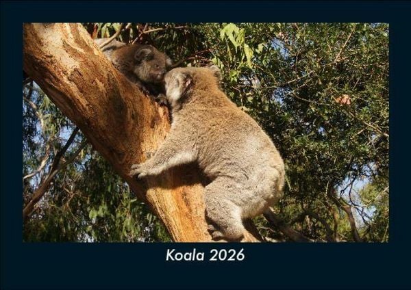 Produktbild: Koala 2026 Fotokalender DIN A5