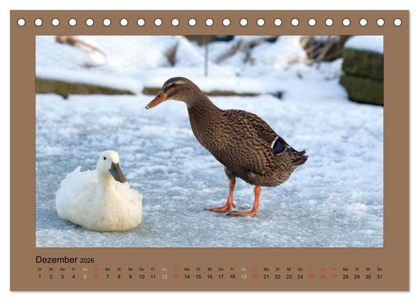 Produktbild: Laufenten immer was zu Schnattern (Tischkalender 2026 DIN A5 quer), CALVENDO Monatskalender
