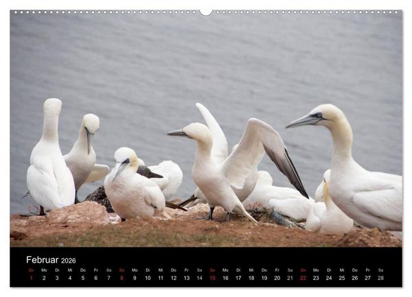 Produktbild: Helgoland - idyllische Nordseeinsel (hochwertiger Premium Wandkalender 2026 DIN A2 quer), Kunstdruck in Hochglanz