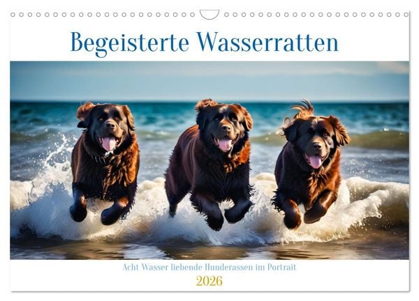 Produktbild: Begeisterte Wasserratten (Wandkalender 2026 DIN A3 quer), CALVENDO Monatskalender