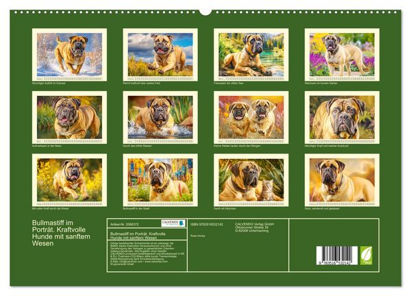 Produktbild: Bullmastiff im Portr&auml;t. Kraftvolle Hunde mit sanftem Wesen (hochwertiger Premium Wandkalender 2026 DIN A2 quer), Kunstdruck in Hochglanz