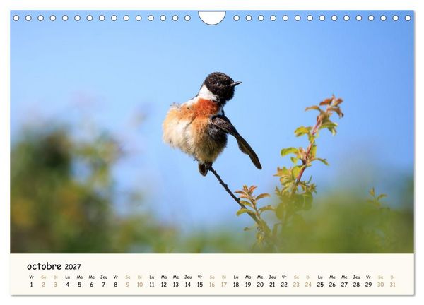 Produktbild: Chuchotements d'ailes - Une ann&eacute;e dans l'intimit&eacute; des oiseaux (Calendrier mural 2027 DIN A4 vertical), CALVENDO calendrier mensuel