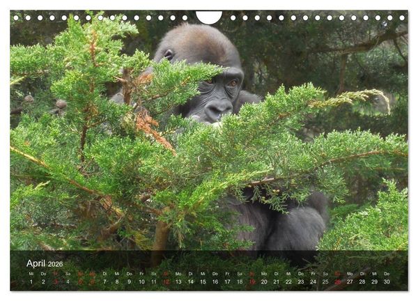Produktbild: Gorillas. Friedliebende Kraftpakete (Wandkalender 2026 DIN A4 quer), CALVENDO Monatskalender