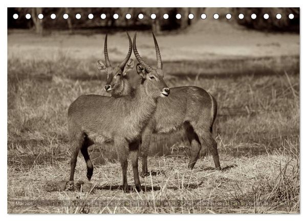 Produktbild: Botswana &ndash; Impressionen aus Afrika (Tischkalender 2026 DIN A5 quer), CALVENDO Monatskalender
