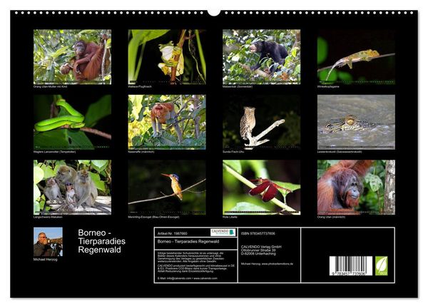 Produktbild: Borneo - Tierparadies Regenwald (hochwertiger Premium Wandkalender 2026 DIN A2 quer), Kunstdruck in Hochglanz