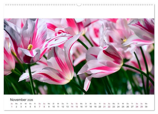 Produktbild: Zauberhafte Tulpen (Wandkalender 2026 DIN A2 quer), CALVENDO Monatskalender
