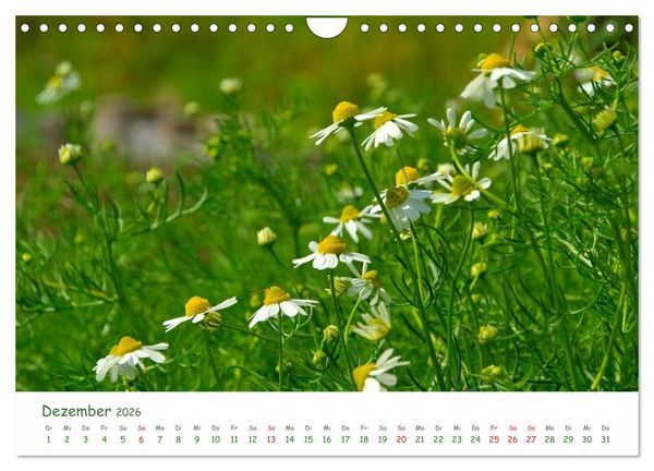 Produktbild: Arzneipflanzen (Wandkalender 2026 DIN A4 quer), CALVENDO Monatskalender
