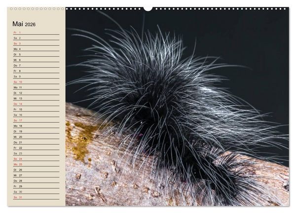 Produktbild: Raupen. Skurrile Verwandlungsk&uuml;nstler (hochwertiger Premium Wandkalender 2026 DIN A2 quer), Kunstdruck in Hochglanz