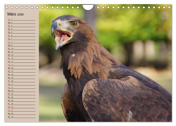 Produktbild: Der Steinadler. Majest&auml;tischer Greifvogel (Wandkalender 2026 DIN A4 quer), CALVENDO Monatskalender