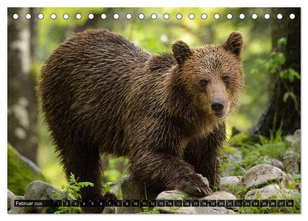 Produktbild: Braunb&auml;ren in Europa (Tischkalender 2026 DIN A5 quer), CALVENDO Monatskalender