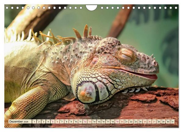 Produktbild: Wundersch&ouml;ner Leguan (Wandkalender 2026 DIN A4 quer), CALVENDO Monatskalender