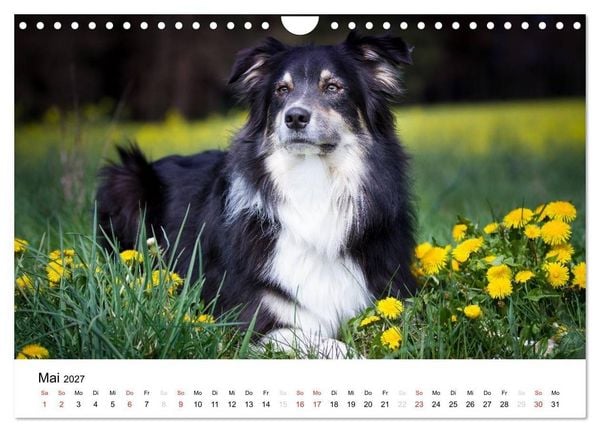 Produktbild: Australian Shepherd - Traum auf vier Pfoten (Wandkalender 2027 DIN A4 quer), CALVENDO Monatskalender
