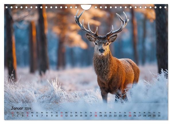 Produktbild: Jagd und Natur - Kalender f&uuml;r J&auml;ger mit Wildtieren Deutschlands im Jahreslauf (Wandkalender 2026 DIN A4 quer), CALVENDO Monatskalender