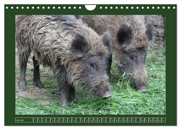 Produktbild: Schweinkram - Die Wildschweine sind los (Wandkalender 2027 DIN A4 quer), CALVENDO Monatskalender
