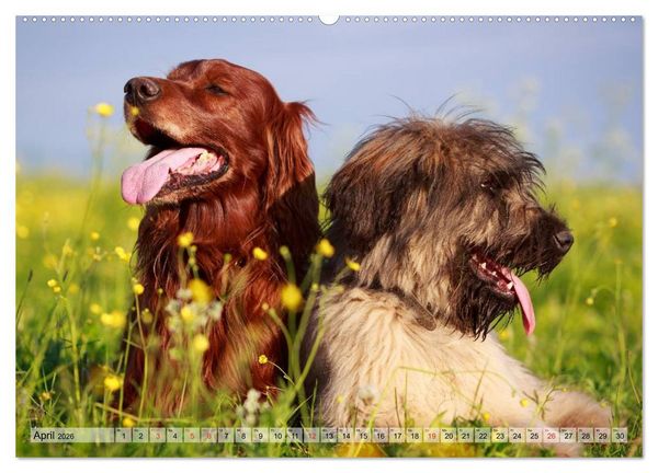 Produktbild: Beste Freunde - Bezaubernde Tierfreundschaften (hochwertiger Premium Wandkalender 2026 DIN A2 quer), Kunstdruck in Hochglanz