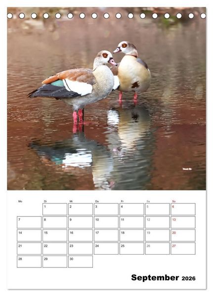 Produktbild: G&auml;nse, geliebte Wasserv&ouml;gel (Tischkalender 2026 DIN A5 hoch), CALVENDO Monatskalender