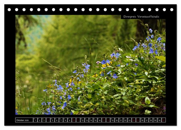 Produktbild: Alpine Flora in der Hom&ouml;opathie (Tischkalender 2026 DIN A5 quer), CALVENDO Monatskalender