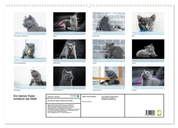 Produktbild: Ein kleiner Kater entdeckt die Welt! (Wandkalender 2026 DIN A2 quer), CALVENDO Monatskalender