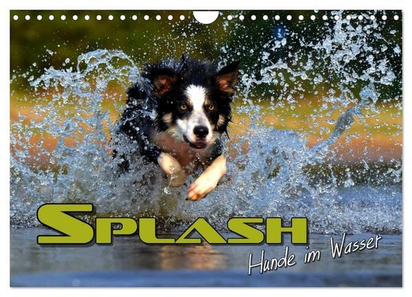 SPLASH - Hunde im Wasser (Wandkalender 2026 DIN A4 quer), CALVENDO Monatskalender