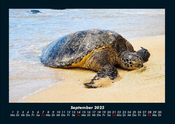 Produktbild: Schildkr&ouml;tenzauber 2025 Fotokalender DIN A4