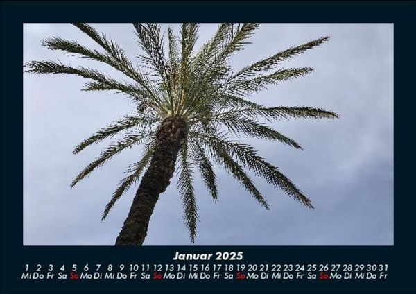 Produktbild: Palmentraum 2025 Fotokalender DIN A5