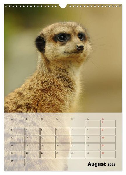 Produktbild: Erdm&auml;nnchen - Afrikas liebenswerte Zwerge (Wandkalender 2026 DIN A3 hoch), CALVENDO Monatskalender
