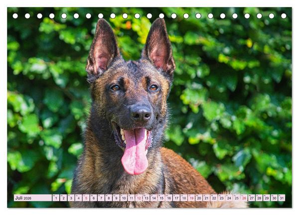 Produktbild: Freund und Besch&uuml;tzer - Der Malinois (Tischkalender 2026 DIN A5 quer), CALVENDO Monatskalender