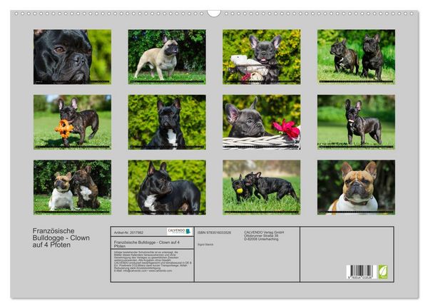 Produktbild: Franz&ouml;sische Bulldogge - Clown auf 4 Pfoten (Wandkalender 2026 DIN A2 quer), CALVENDO Monatskalender