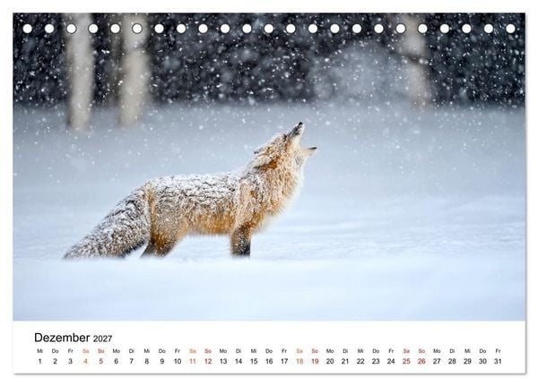 Produktbild: F&uuml;chse - Wanderer durch Moos und Farn (Tischkalender 2027 DIN A5 quer), CALVENDO Monatskalender
