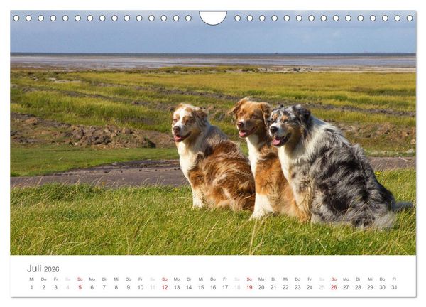 Produktbild: Australian Shepherd 2026 (Wandkalender 2026 DIN A4 quer), CALVENDO Monatskalender