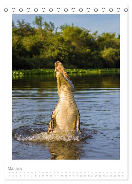 Produktbild: Pantanal &ndash; Einzigartiges Wildlife-Paradies (Tischkalender 2026 DIN A5 hoch), CALVENDO Monatskalender
