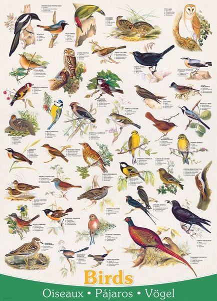 Produktbild: V&ouml;gel 1000 Teile