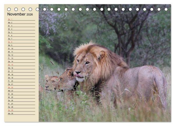 Produktbild: L&ouml;wen in freier Wildbahn (Tischkalender 2026 DIN A5 quer), CALVENDO Monatskalender