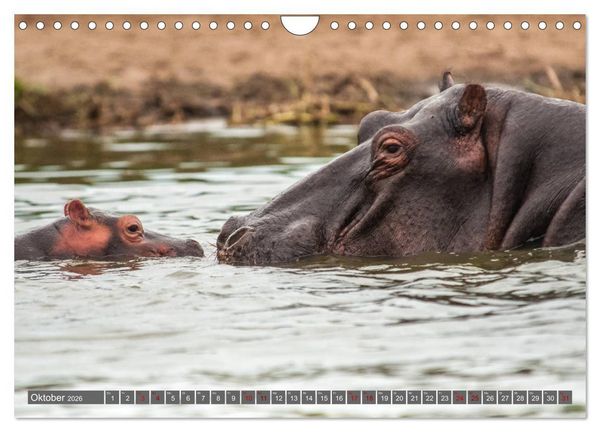Produktbild: Uganda - im Herzen von Afrika (Wandkalender 2026 DIN A4 quer), CALVENDO Monatskalender