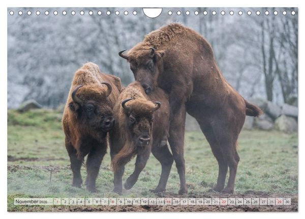 Produktbild: Emotionale Momente: Der Wisent. (Wandkalender 2026 DIN A4 quer), CALVENDO Monatskalender