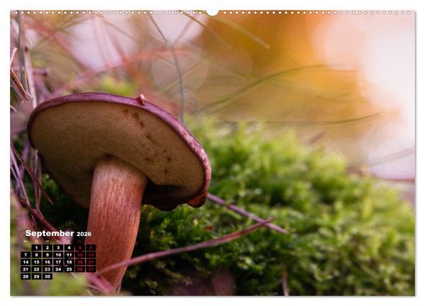 Produktbild: Pilzmagie (Wandkalender 2026 DIN A2 quer), CALVENDO Monatskalender